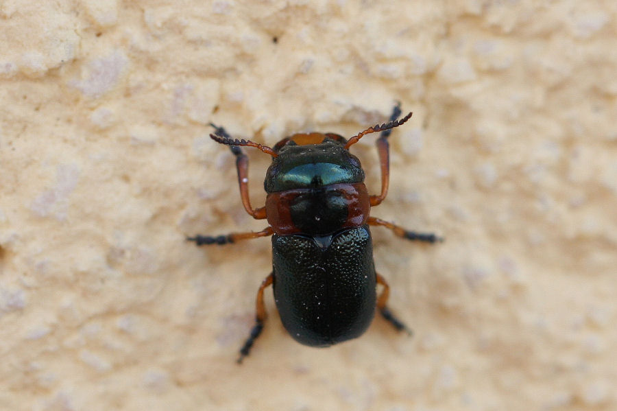 Cheilotoma erythrostoma, Chrysomelidae